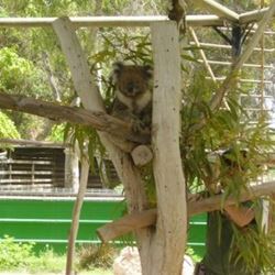 קואלה - Koala