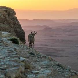 יעל ברקע המכתש - Mountain goat in crater background