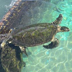 צב ים צף - Floating sea turtle