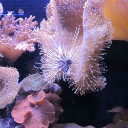 אלמוג ורוד - Pink coral