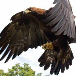 עיט זהוב - Golden Eagle