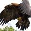 עיט זהוב - Golden Eagle