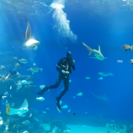Изображение Centrul Subacvatic Eilat, locul în care magia subacvatică îți va fascina familia