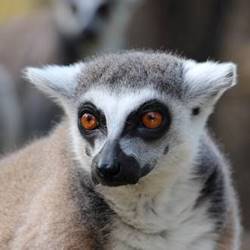למור - Lemur